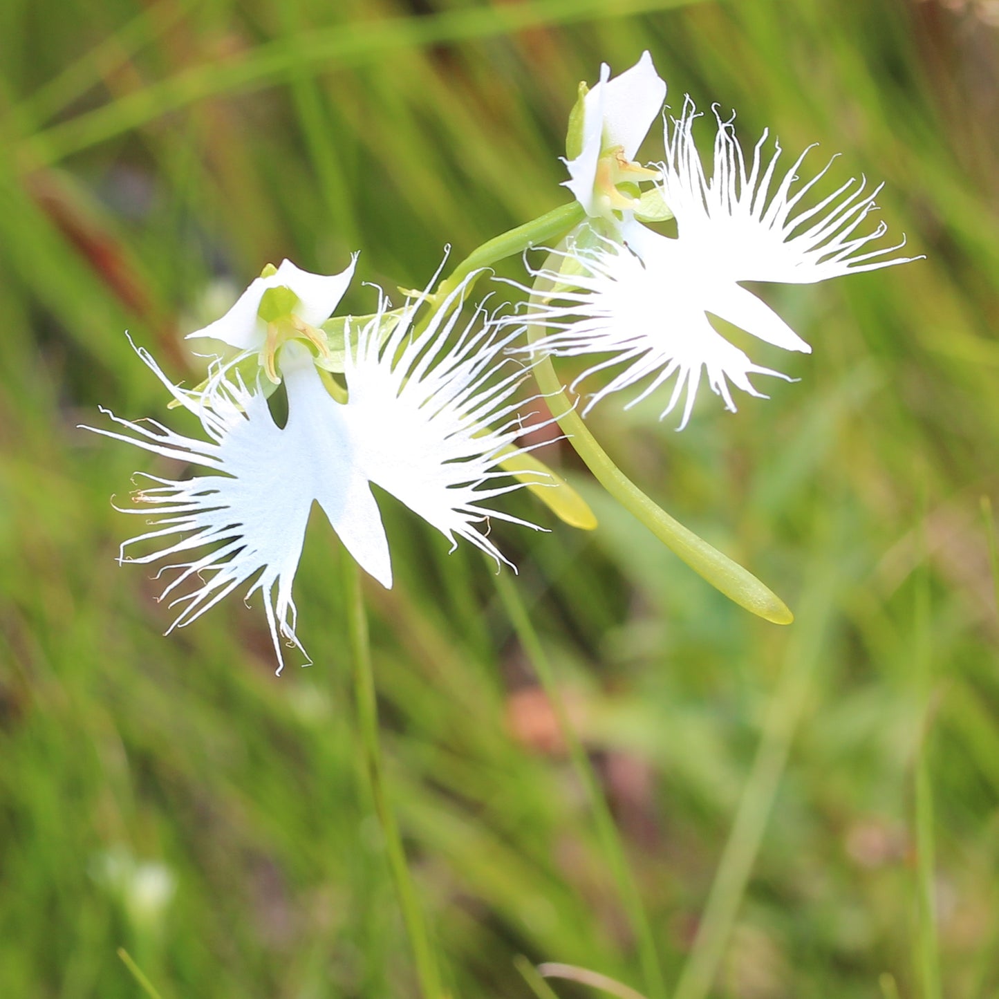 Habenaria strahlte aus