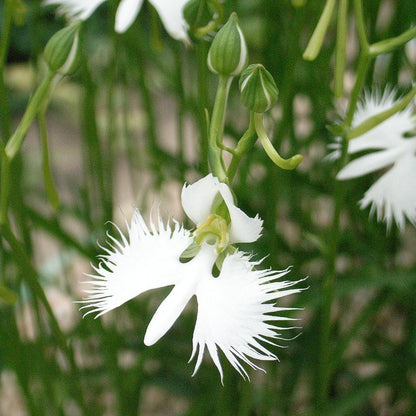 Habenaria strahlte aus