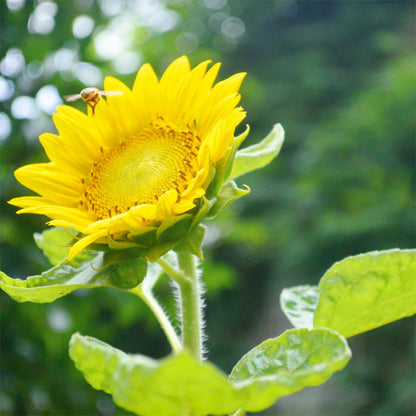 50 Samen Süße Sonnenblumenkerne