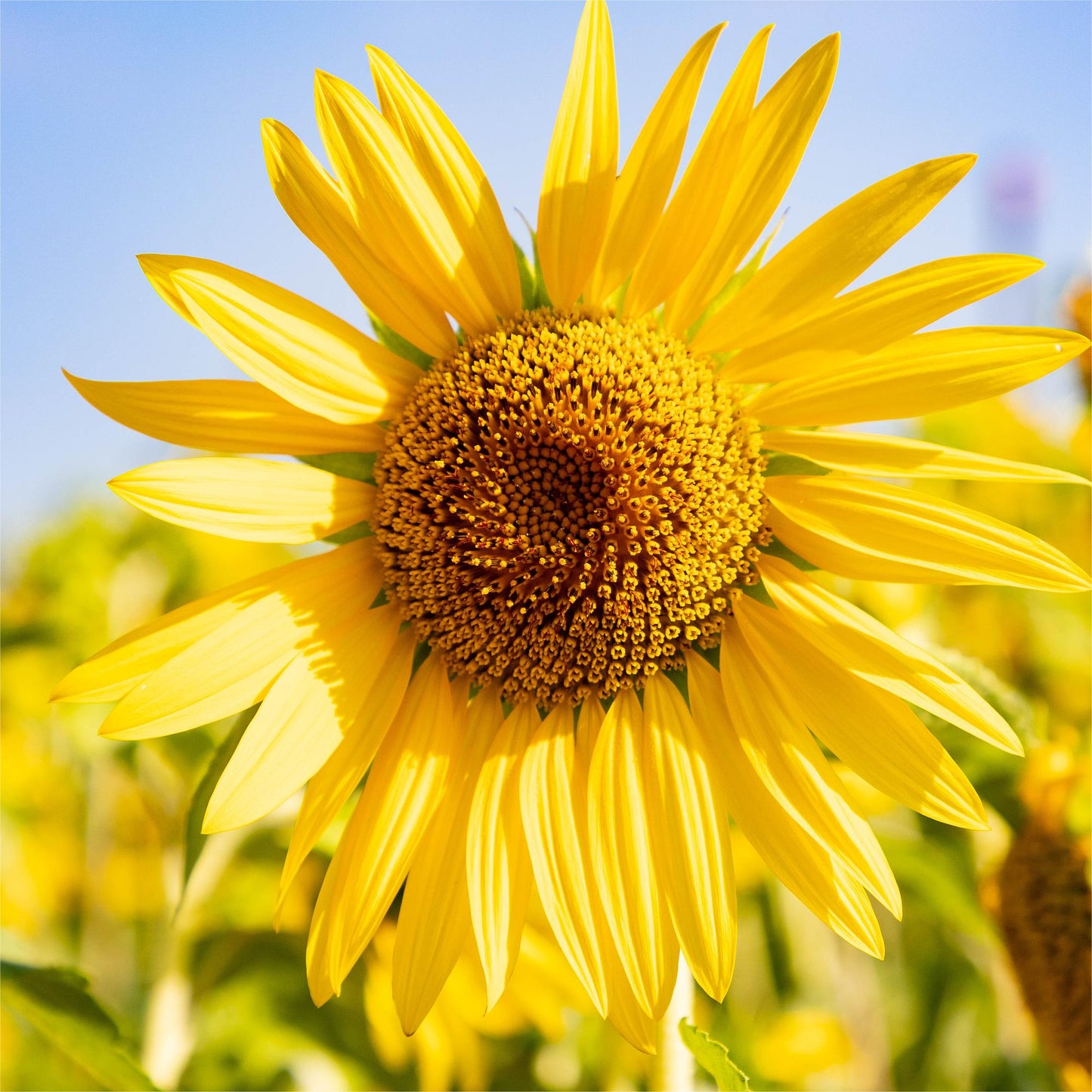 50 Samen Süße Sonnenblumenkerne