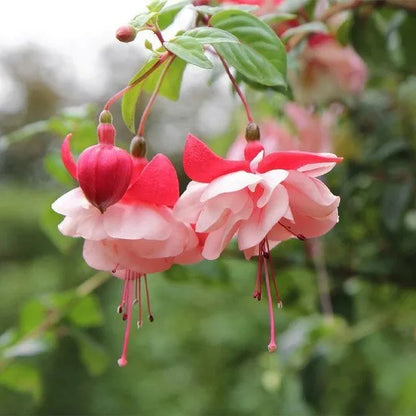 Hängende Glocken-Begonienblumensamen - verschiedene Farben erhältlich