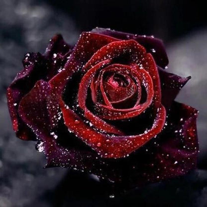 Echter Blut Schwarze Rosen Samen 🌹💫