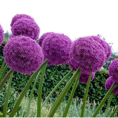 Garten im Freien Riesenzwiebel Allium giganteum Schöne Blumensamen Bonsai Pflanzensamen