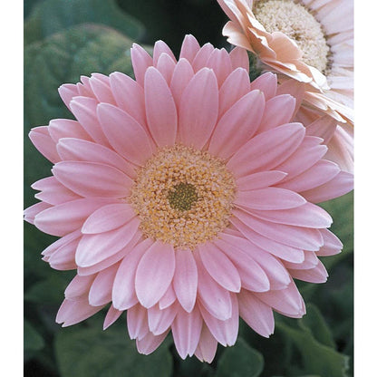 Rosa gefüllte Gerbera-Chrysanthemensamen, Sonnenblumen