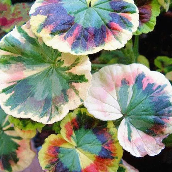 50 teile/beutel Coleus Bonsai Blume Blatt Pflanzen Regenbogen Drachen Samen Garten