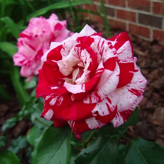 Rote und weiße Miniaturrose - Blumenzauber im Garten 🌹❤️