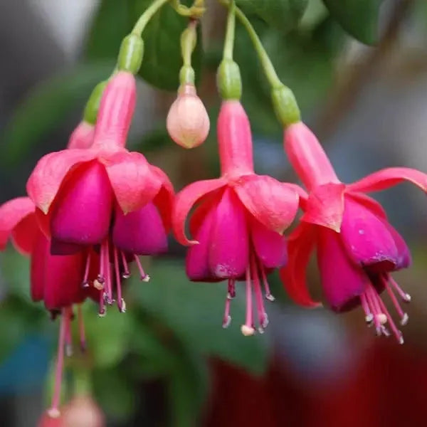 Fuchsia Hybrida Voss Seeds Die Feenblume