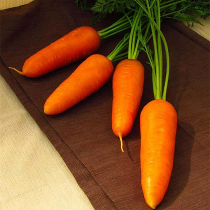 Karotte Royal Chantenay - Die Königin der Karotten! 🥕👑