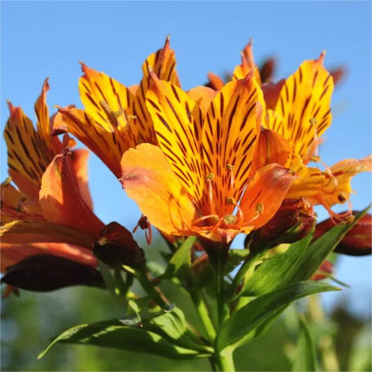 Alstroemeria Aurea Blumensamen