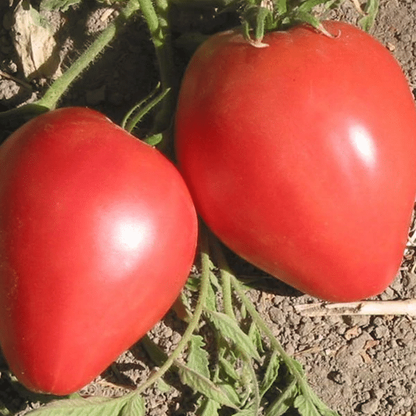 💥Bio-Ochsenherztomaten-Samen - Natürliche Vielfalt für Ihren Garten! 🍅🌿💥