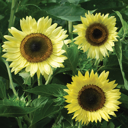 Sonnenblume, Bio-Zitronenkönigin