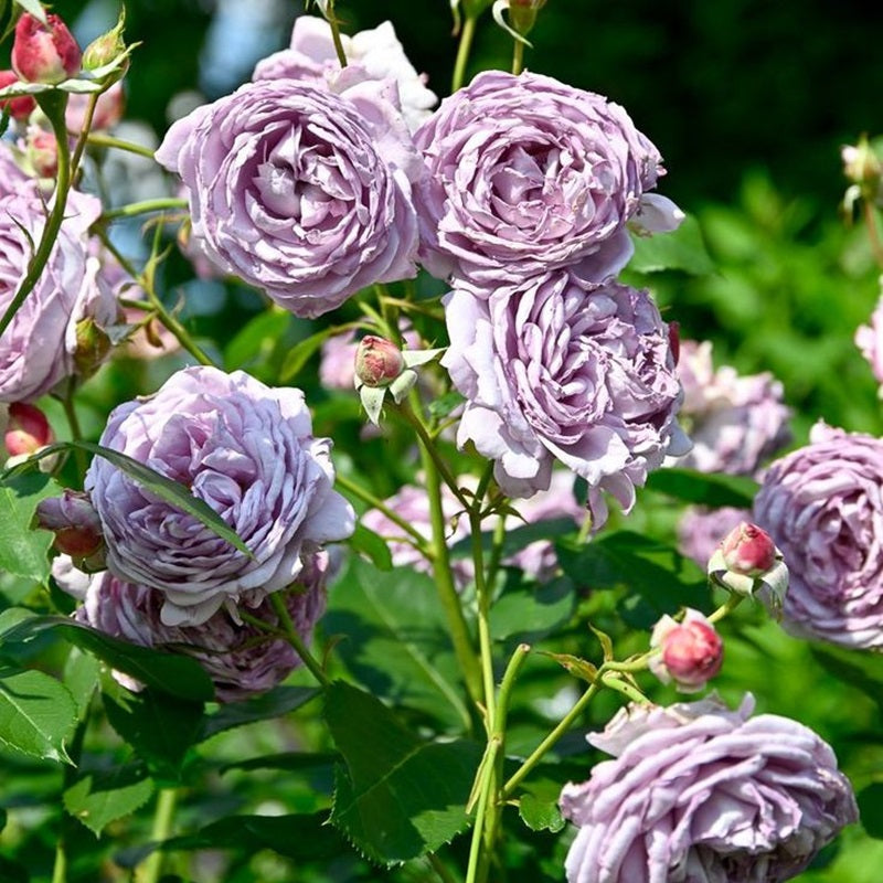 🌸🌿 Kletterrose (Hellviolett) 50 Samen - Bringen Sie mit unserer hochwertigen Samenmischung die zauberhafte Schönheit von hellvioletten Kletterrosen in Ihren Garten! 🌿🌸