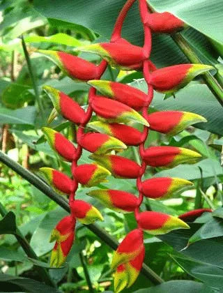 HELICONIA ROSTRATA PFLANZENSAMEN