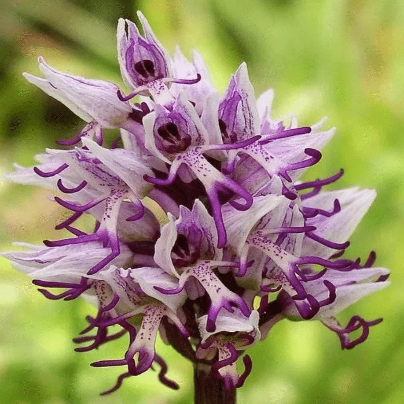 Orchis italica Seltene humanoid Orchideensamen