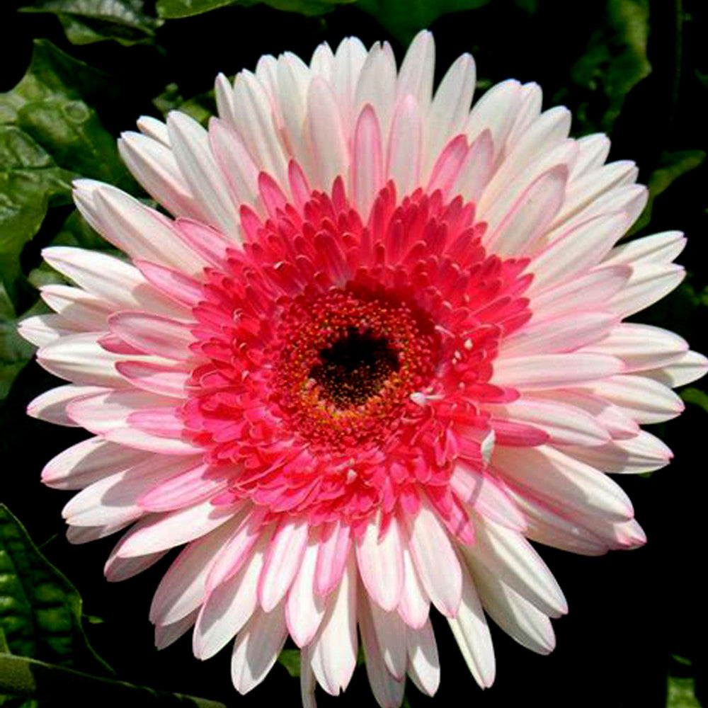 Rosa-weiße Gerbera-Blumensamen, Sonnenblume