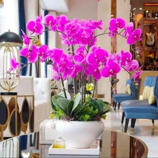 Feriay Seeds-50pcs Phalaenopsis-Orchideensamen Schmetterlings-Orchideenblüten-Samen Blumen