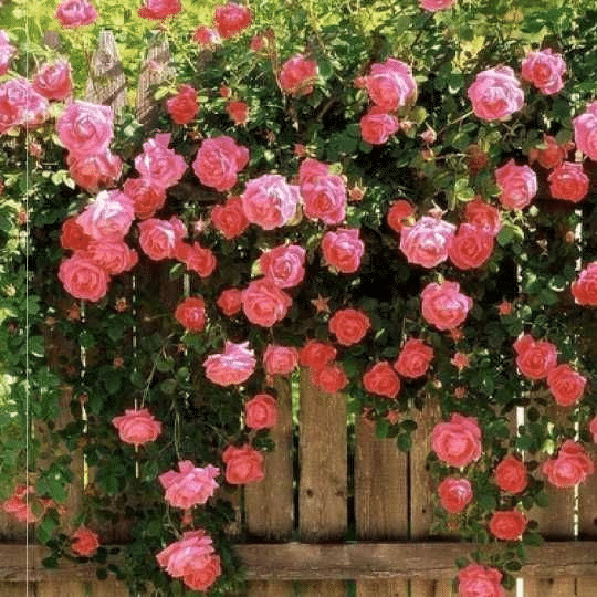 🌱PINK LADY ROSE KLIMMENDE SAMEN