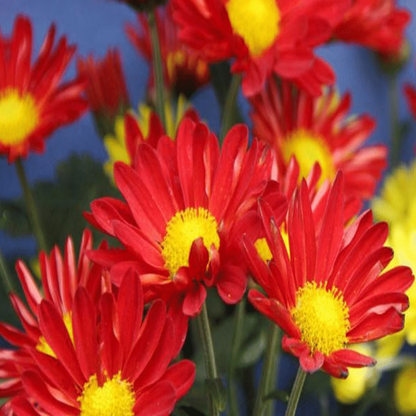 🌱GÄNSEBLÜMCHENBLUMENSAMEN, TOPFGARTENPFLANZE