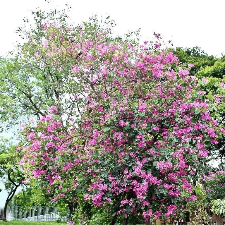 Bauhinia Purpurea, Lila Orchideenbaum – 20 Stück Samen