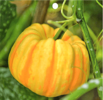 Seltene und exotische Kürbissamen - Erwecken Sie Ihre Gartenwelt mit einzigartiger Vielfalt! 🎃🌿🌍