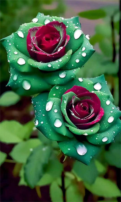 Rubin-Grüne Zwillingsrosen - Ein Funkenmagie im Garten! 🌹💚❤️