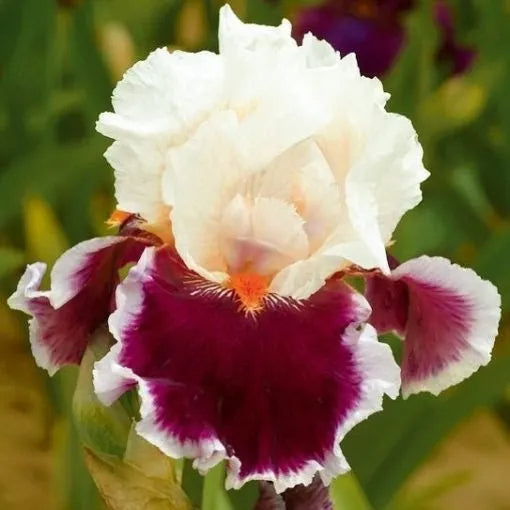 MULTI-VARIETIES IRIS SAMEN, ERBSTÜCK-IRIS, 50 STÜCK/PACKUNG