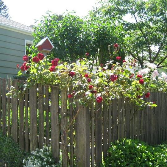 Explosion Kletterrosengartensamen: Eine Explosion der Farben für Ihren Garten! 🌹