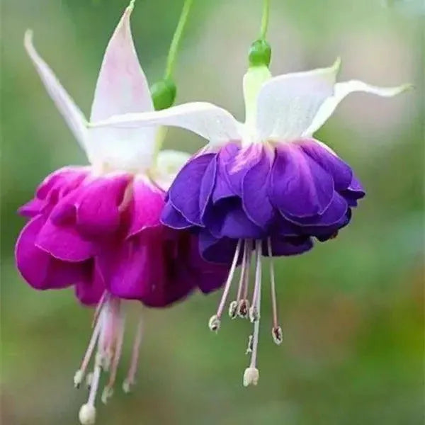 Fuchsia Hybrida Voss Seeds Die Feenblume