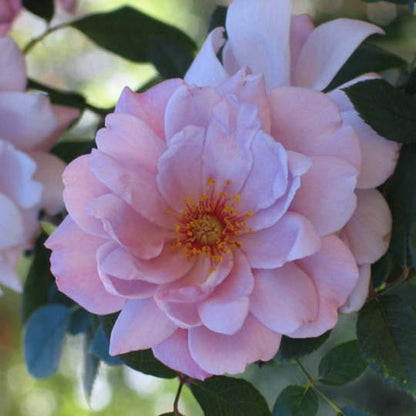 Zauberhafte Hellviolette Kletterrosensamen: Eine Symphonie der Farben für Ihren Garten! 🌹