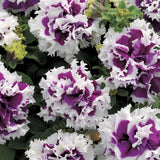 Pirouette Purple Double Petunia Seeds