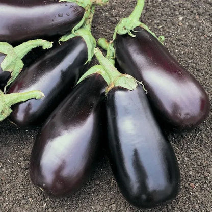 Aubergine Classic F1 - Köstliche Vielfalt für Ihren Gemüsegarten! 💥🍆