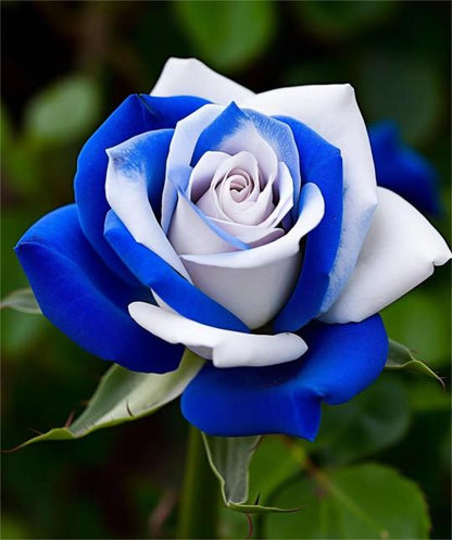 Blau-Weiße Rosen: Eine Wonnevolle Mischung aus Eleganz und Gelassenheit 🌹💙