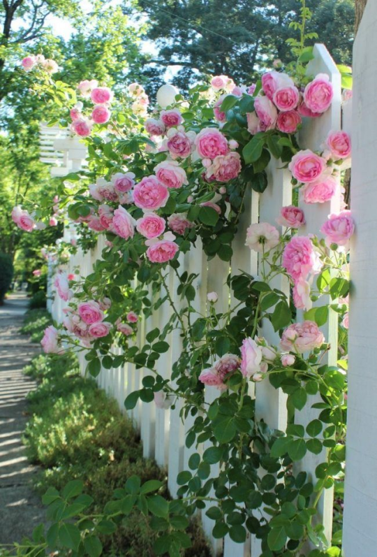 Rosa Eden-Pierre de Ronsard Samen - Der Inbegriff von Schönheit im Garten! 🌹✨