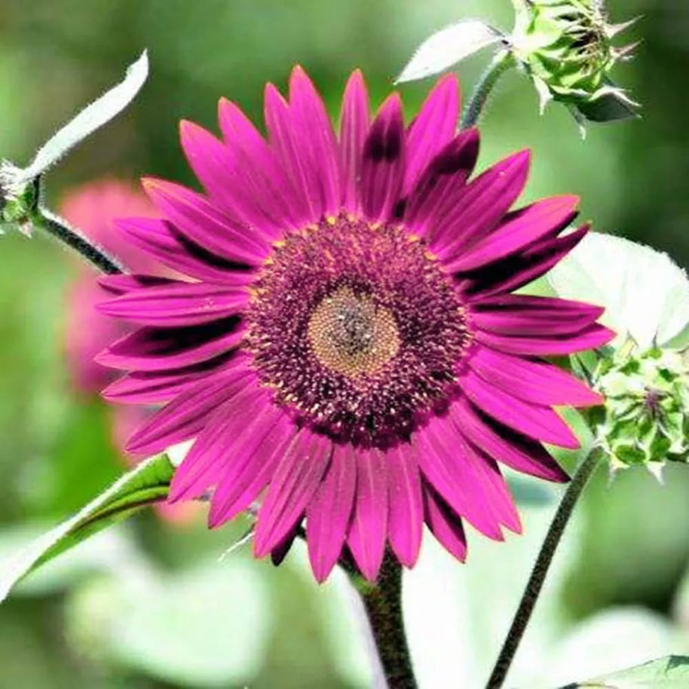 100 Stück lila Sonnenblumensamen zum Pflanzen, alte Sorten und nicht gentechnisch veränderte Samen