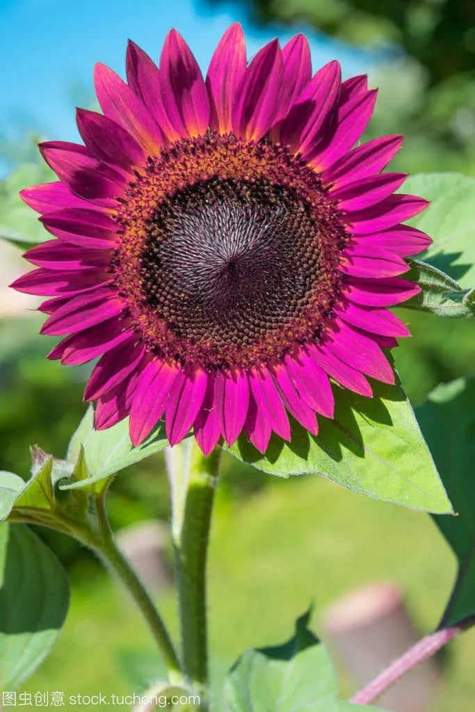 100 Stück lila Sonnenblumensamen zum Pflanzen, alte Sorten und nicht gentechnisch veränderte Samen