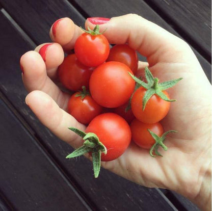 Tomatensamen - Bonsai für Balkon und Innenbereich - Selbstbestäubend - Bio - Nicht-GVO 🍅🌿🏡