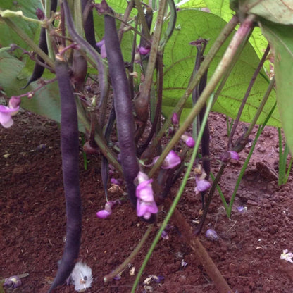 💥Bohnen Amethyst - Eine Farbenfrohe Bereicherung für Ihren Garten! 🌱🌿💥