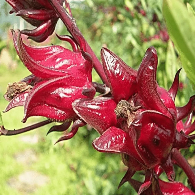 Roselle-aromatischer Teepflanzensamen