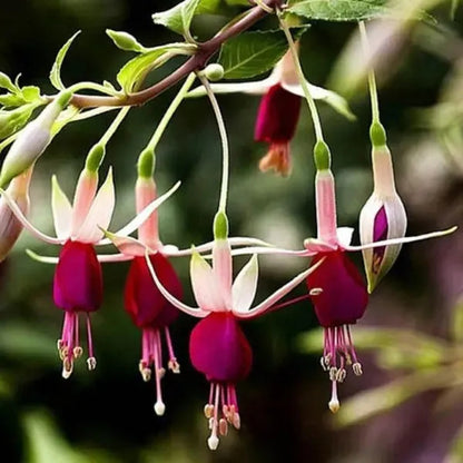 Fuchsia Hybrida Voss Seeds Die Feenblume