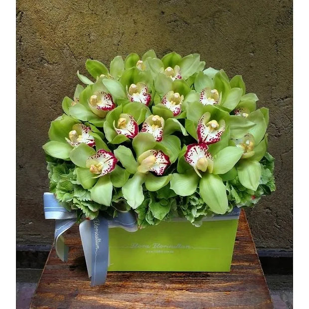 Cymbidium Orchideen Samen - Hellgrün