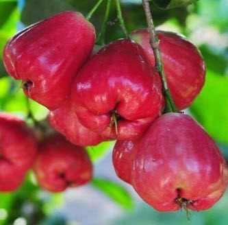 Chinesische Zierpaprika-Samen, bunte Mischung - Ein farbenfrohes Schauspiel für Ihren Garten! 🌶️🌈🌱