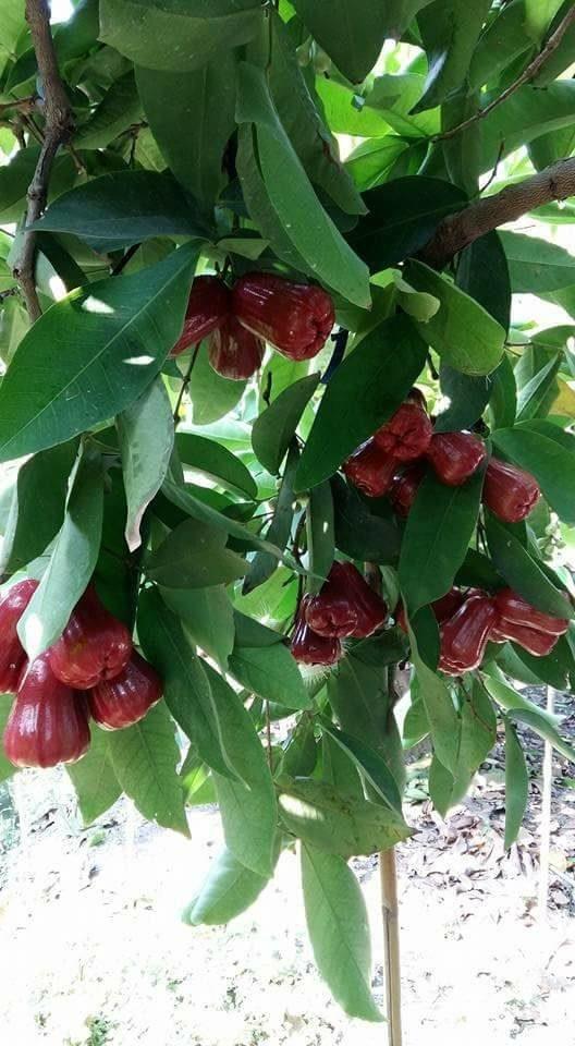 Chinesische Zierpaprika-Samen, bunte Mischung - Ein farbenfrohes Schauspiel für Ihren Garten! 🌶️🌈🌱