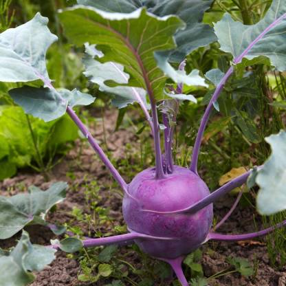 Lila Kohlrabi-Samen - Farbenfrohe Vielfalt für Ihren Gemüsegarten! 🌱💜🥦