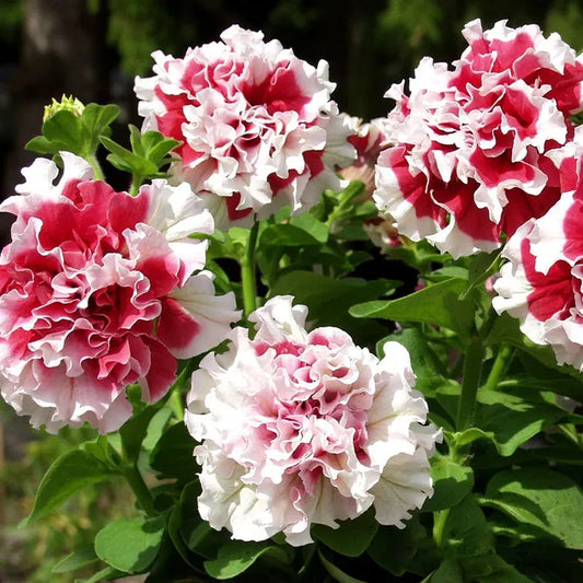 Cascade Petunia - Rote Pirouette