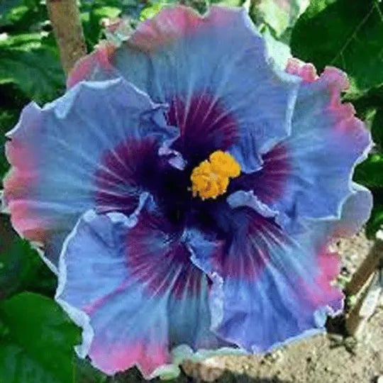 Riesige Ombre-Hibiskus-Samen mit exotischen Korallenblüten