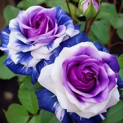 🌹💙 Lila-blaue Rosen Samen 💙🌹