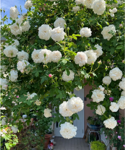 🌹✨ Kletterrosen-Samen - Ein Hauch von Romantik im Garten ✨🌹