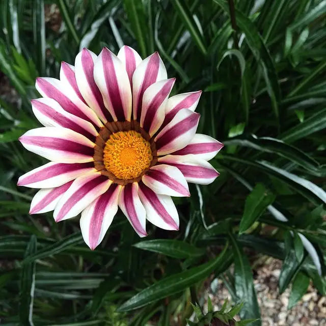 Afrikanische Gänseblümchen – Gazania 50 Samen