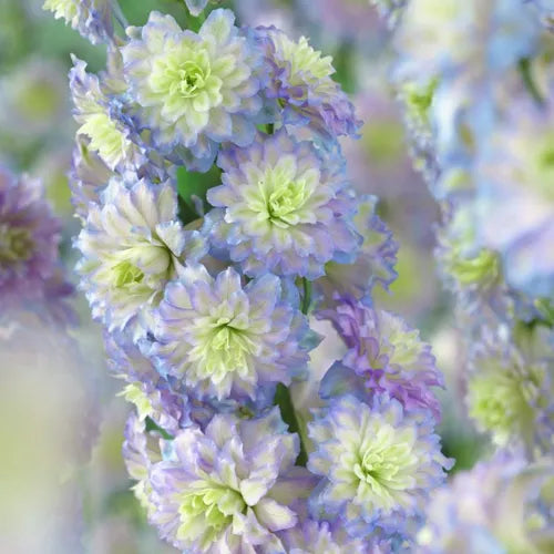 🔥Doppelblütiger Rittersporn, hohe, auffällige mehrjährige Blume