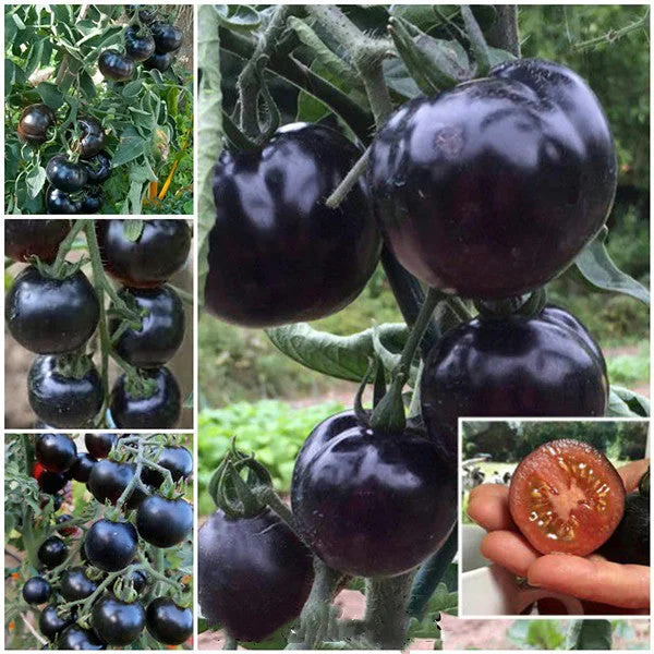 🍅 Organische Indigo-Rosen-Tomatensamen - Gentechnikfrei!